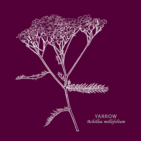 Yarrow