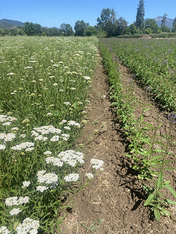 Contracted Yarrow and Blue Vervain