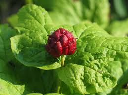 Goldenseal