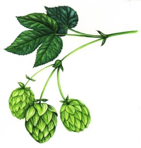 illustrated hops