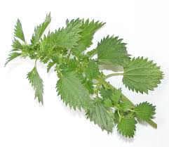 Nettle Leaf