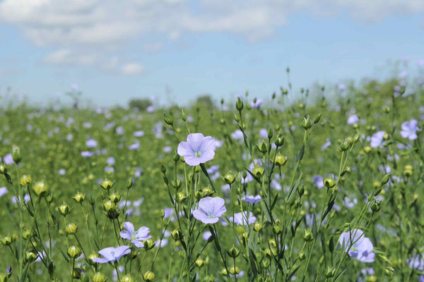 Organic Flax Flower Field