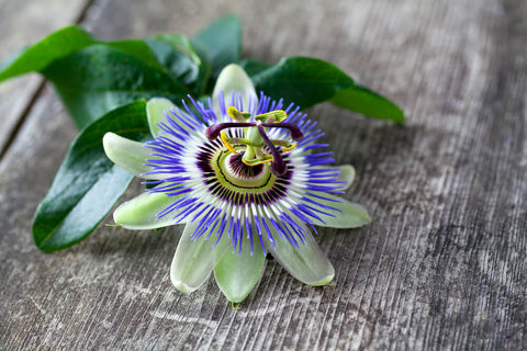 Passionflower flower