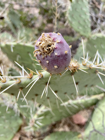 Prickly Pear fruit
