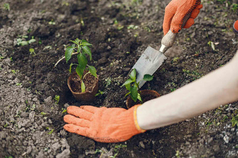 Jardinería terapéutica