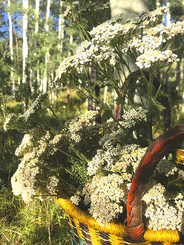 Wild harvested yarrow