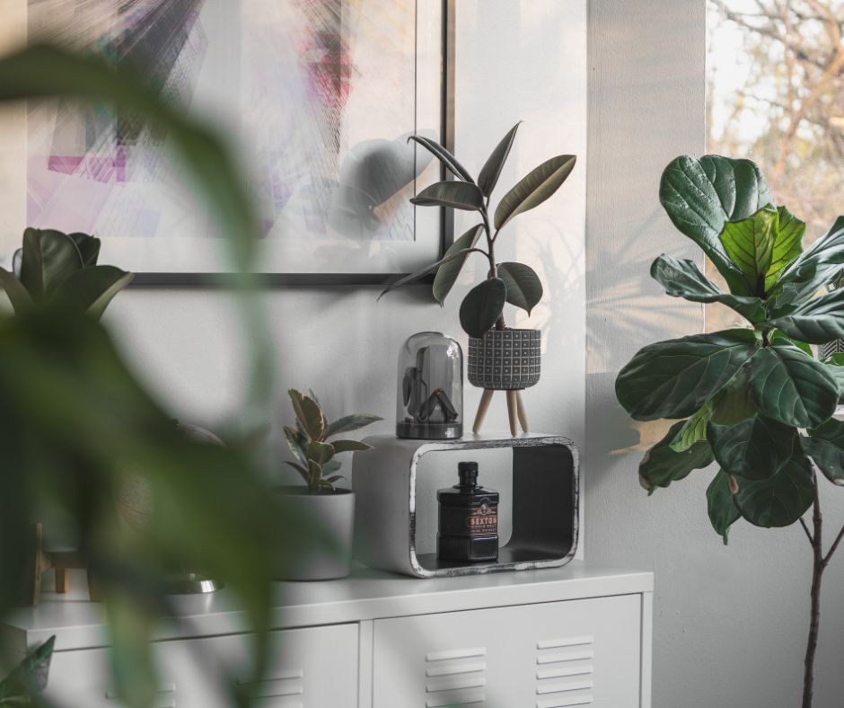 Use house plants to increase indoor humidity levels
