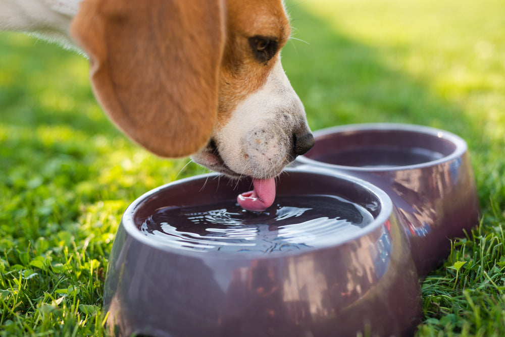 Ways to Keep Your Dogs Cool this Summer