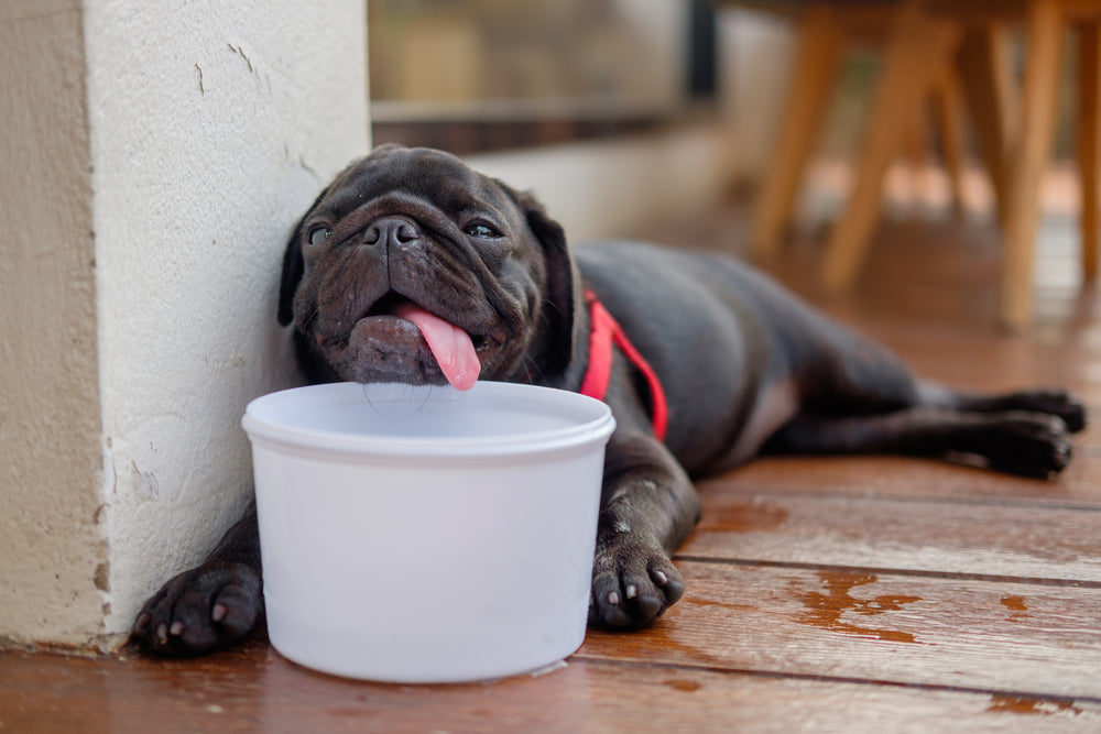 Heat Exhaustion in Dogs