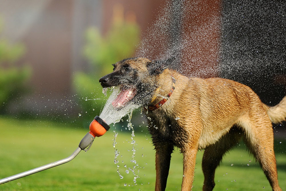 Heat Exhaustion in Dogs