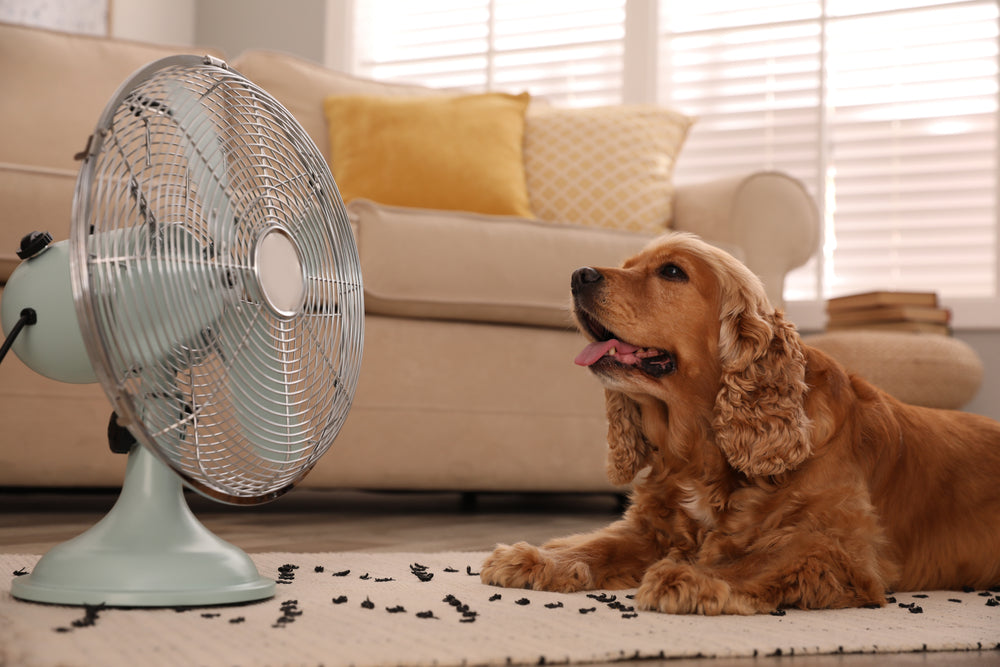 Heat Exhaustion in Dogs