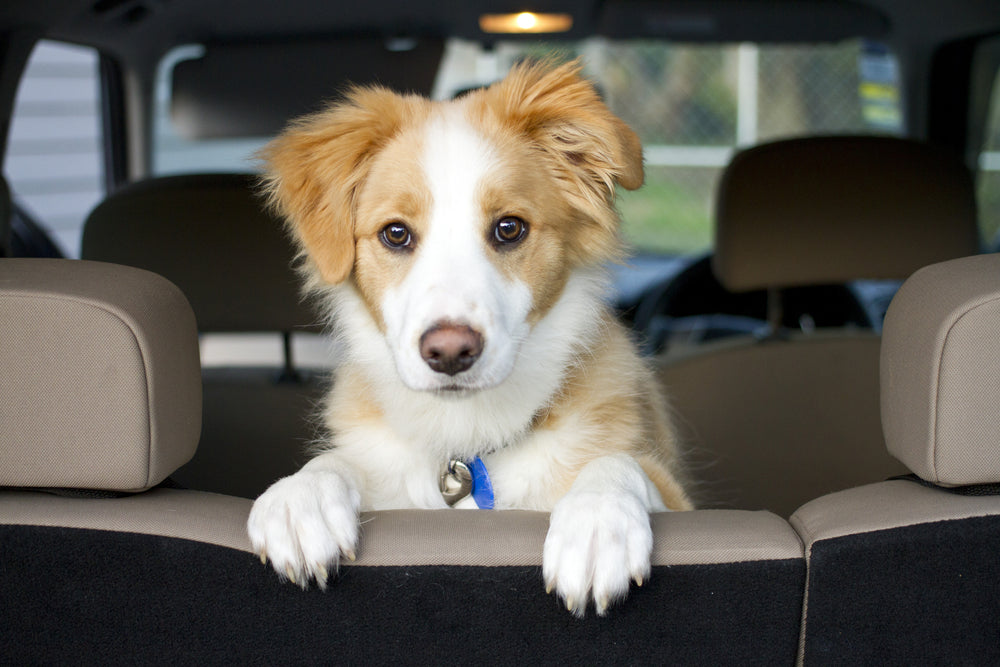 How Hot is Too Hot to Leave Dogs In Cars