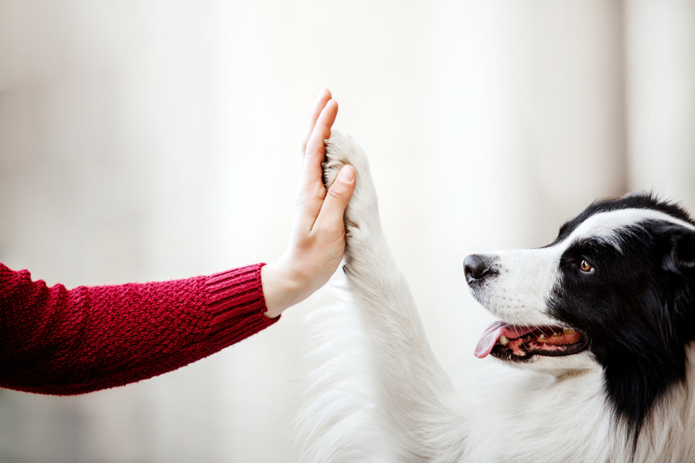 How to Treat Burned Dog Paws 