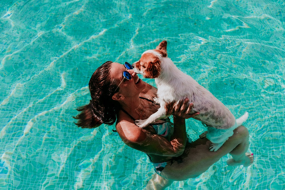 Pool Safety for Dogs 