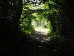 tunnel nel bosco