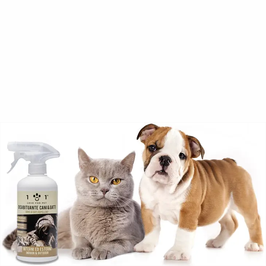 ᐅ Protezione solare spray per Cani e Gatti: protezione solare cute e  mantello