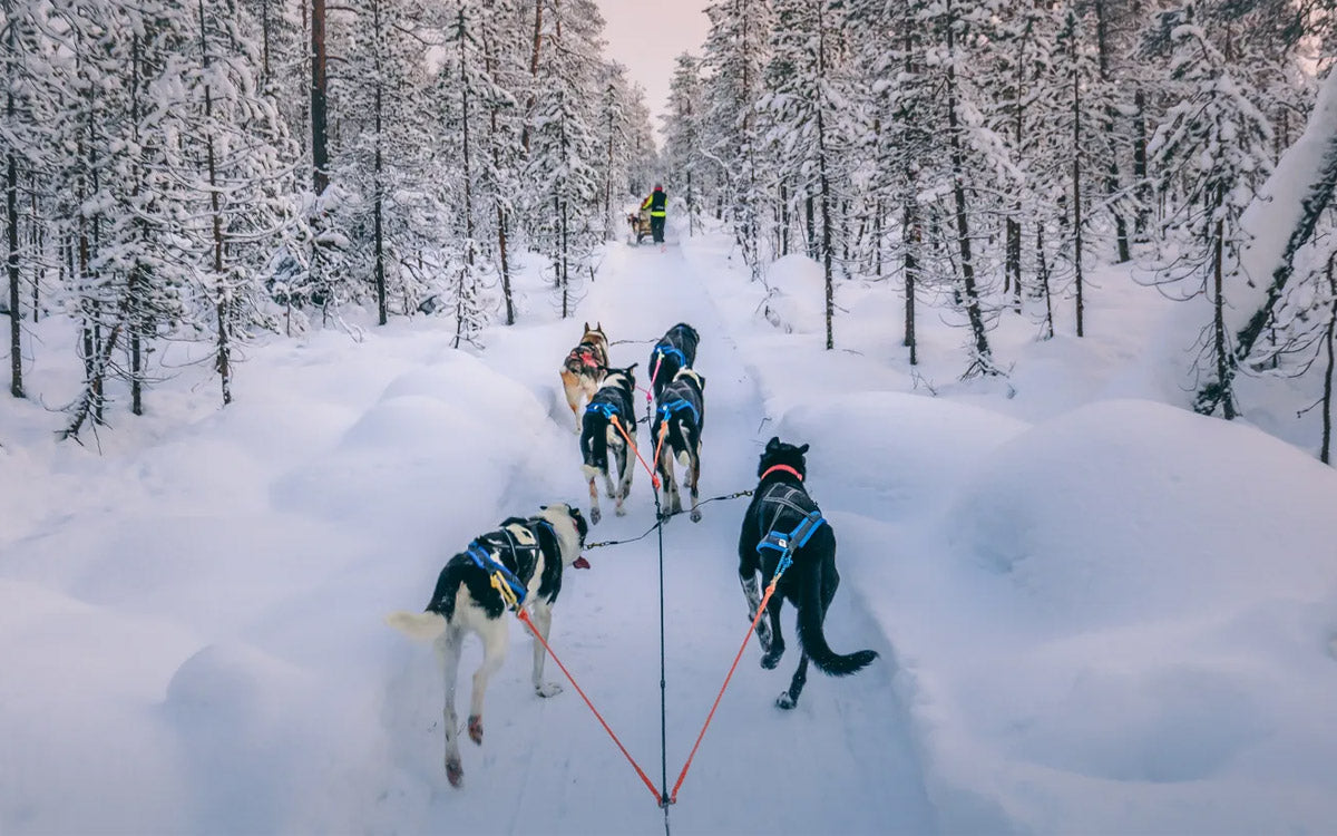 Un'escursione con i cani da slitta tra boschi innevati