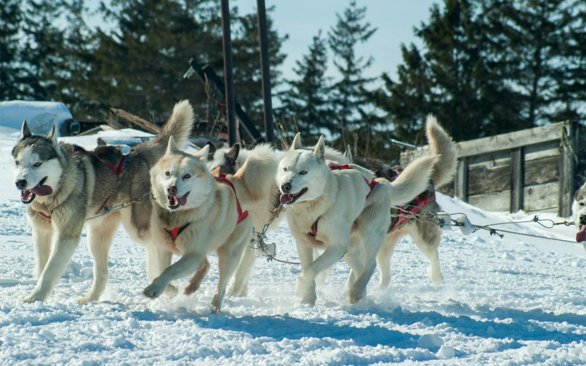 Una muta di siberian husky attaccati ad una slitta mentre corre