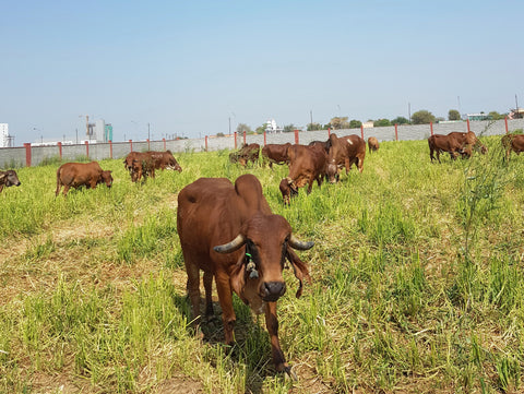 Free grazing cows at Shoonya Farms