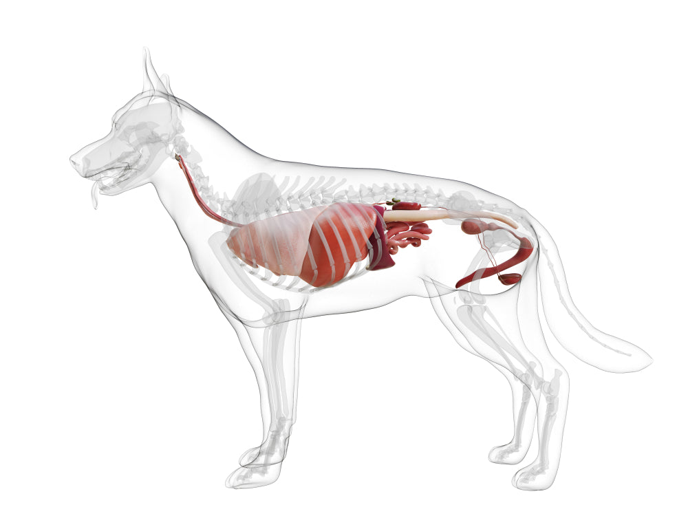 how do you treat liver disease in dogs