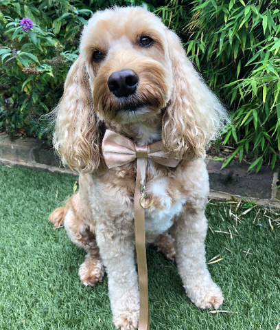 ring bearer dog collar