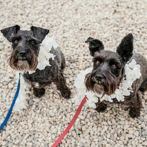 two dogs at wedding