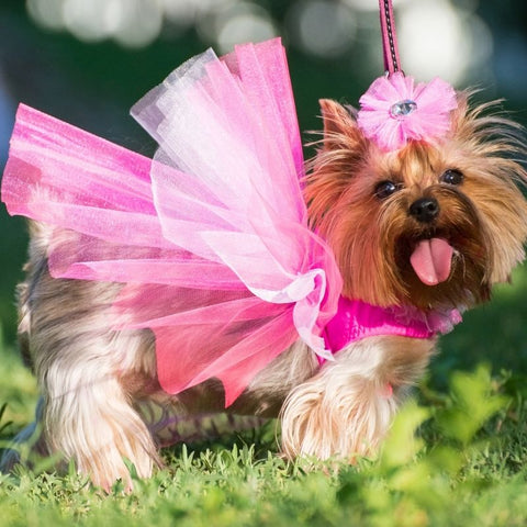 a dog in a tutu