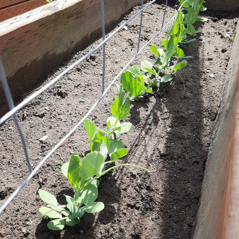 Peas growing in a raised garden bed