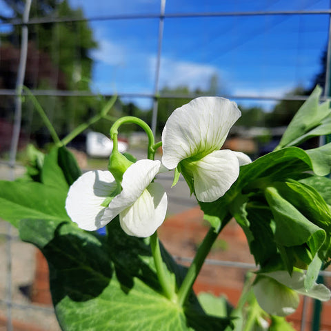 Pea flower, the plant is ready to produce pods from the flowers.