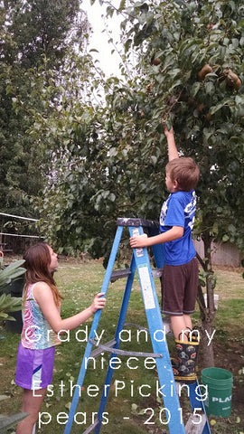 Grady and Esther picking pears