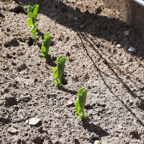 Peas sprouting in the garden