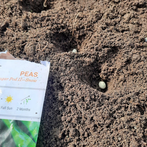 Pea seeds resting in a hole in a garden bed, ready to be covered with soil.