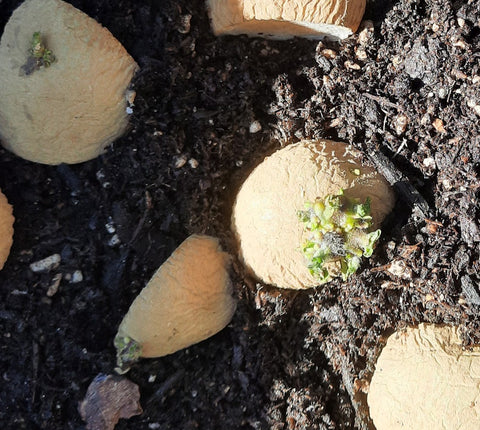 Potato sprouts planted eye side up