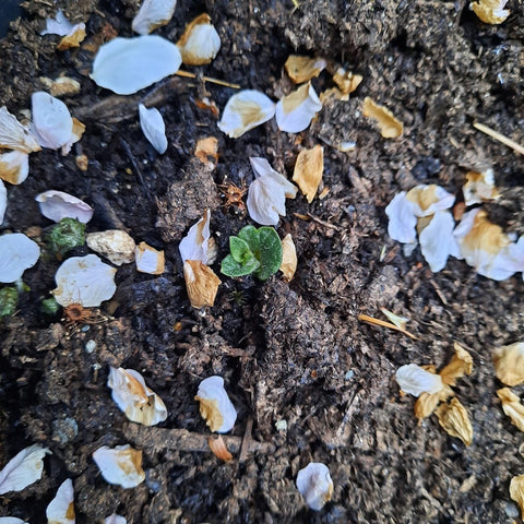 Potatoes starting to break through the soil