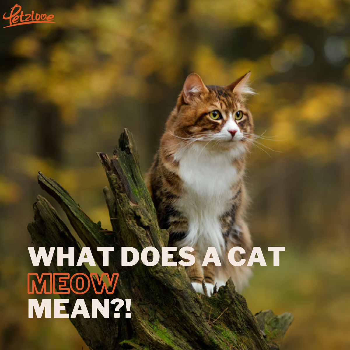 What Does a Cat Meow Mean?! – Petzlove