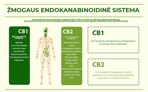 Endokanabinoidine_sistema