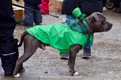 St. Patrick's Day - liquidation 125 plus - dog