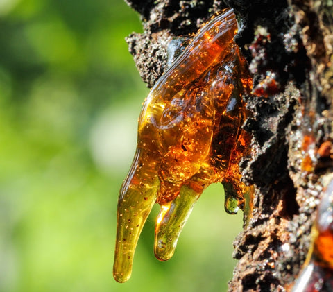Frankincense resin from tree sap