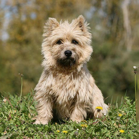 https://cdn.shopify.com/s/files/1/0559/5925/7252/files/72_Cairn_Terrier.jpg?v=1666764334