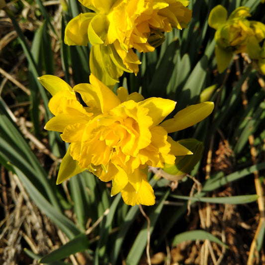 旬の切り花カレンダー 今花畑で咲いている花たち 花処おのくぼ