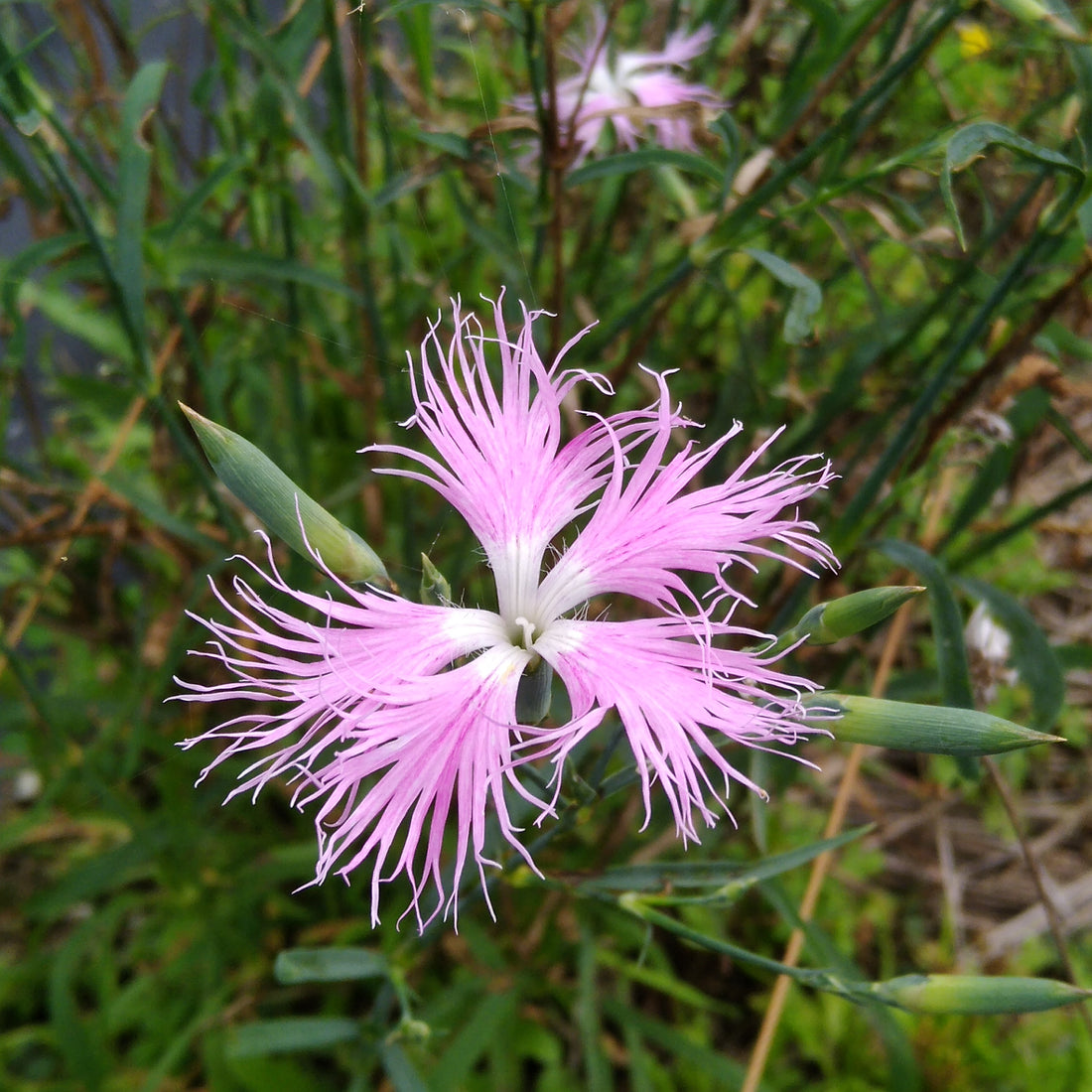 ９月の切り花は一足早く秋の気配を感じさせてくれます 花処おのくぼ