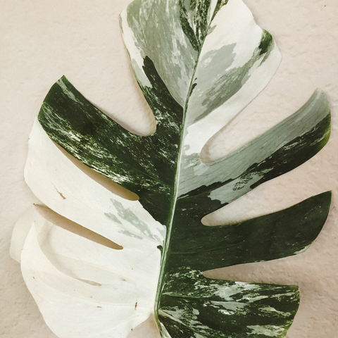 monstera albo care