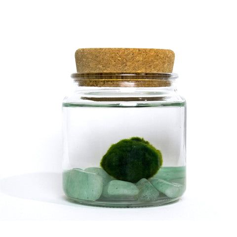 Marimo Moss Ball Care Guide - Everything you need to know