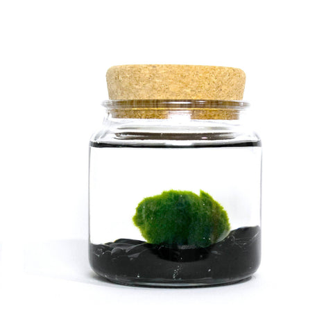 Marimo Moss Balls - So Cute!!!, Care Guide