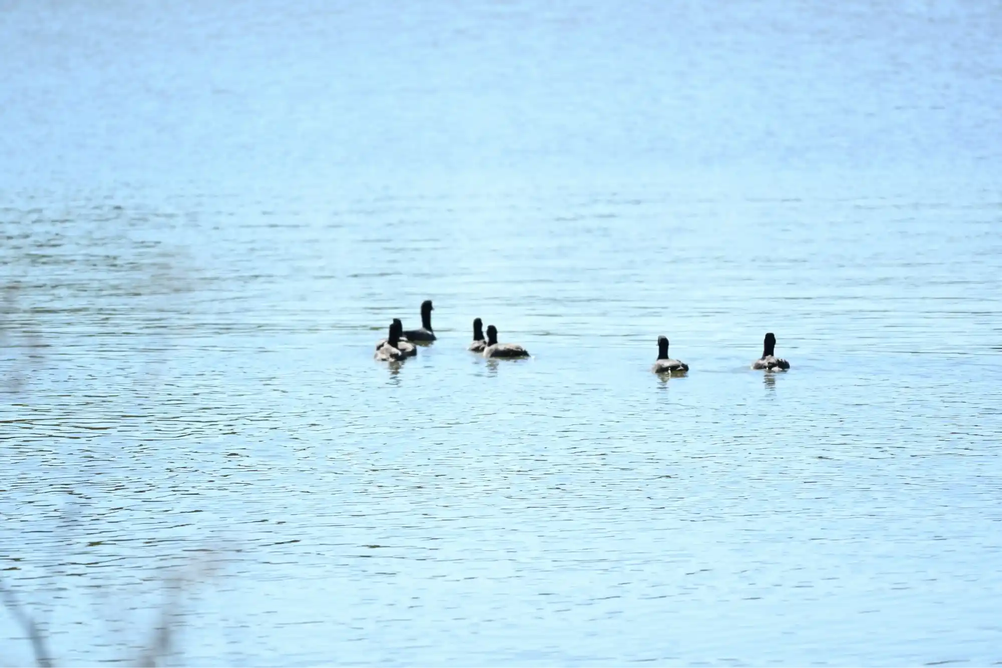 8. White Rock Lake