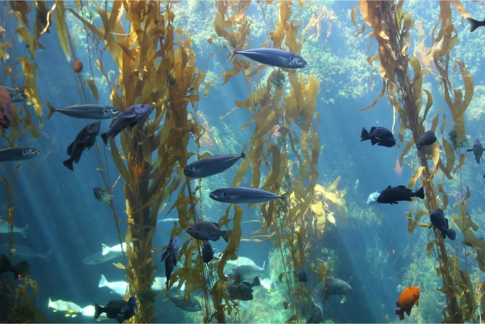 4. Visit Birch Aquarium at Scripps