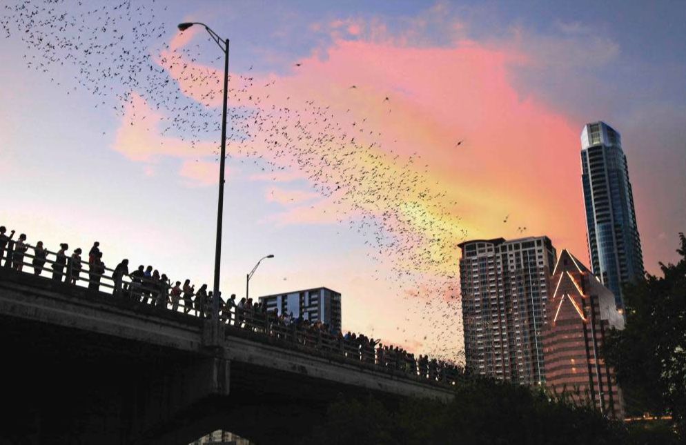 Lady Bird Lake Bat Watching