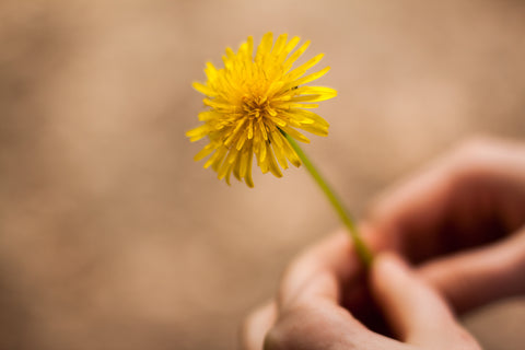 dandelion flower pollinator