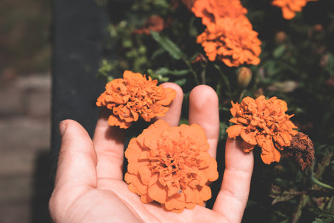 marigold flower pollinator