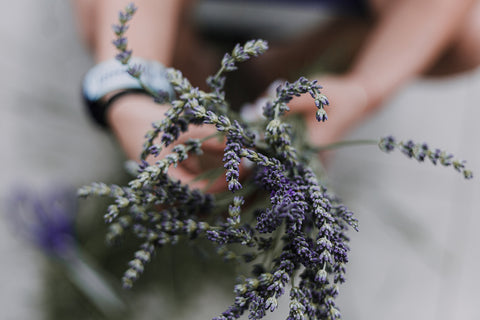 lavender flower pollinator